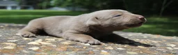Labrador Retriever dogs for sale: Bliss - Ad 4