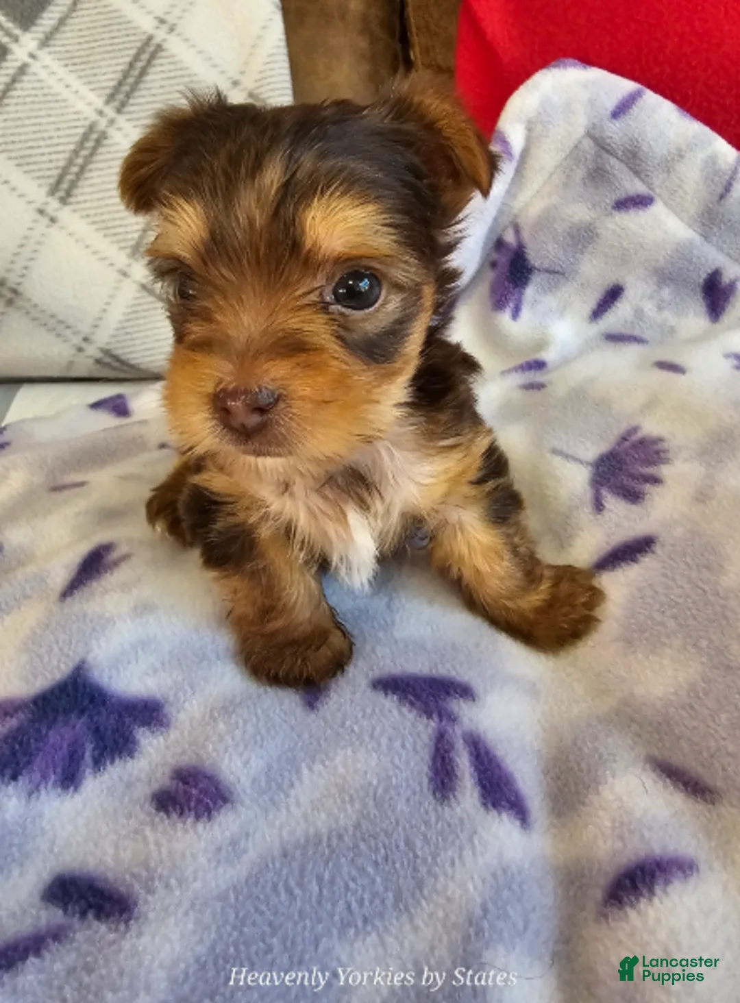 Yorkiepoo dogs for sale: Yorkiepoo Boy - Ad 1