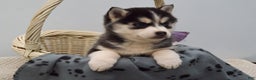 Pomsky dogs for sale: Essie - Ad 3