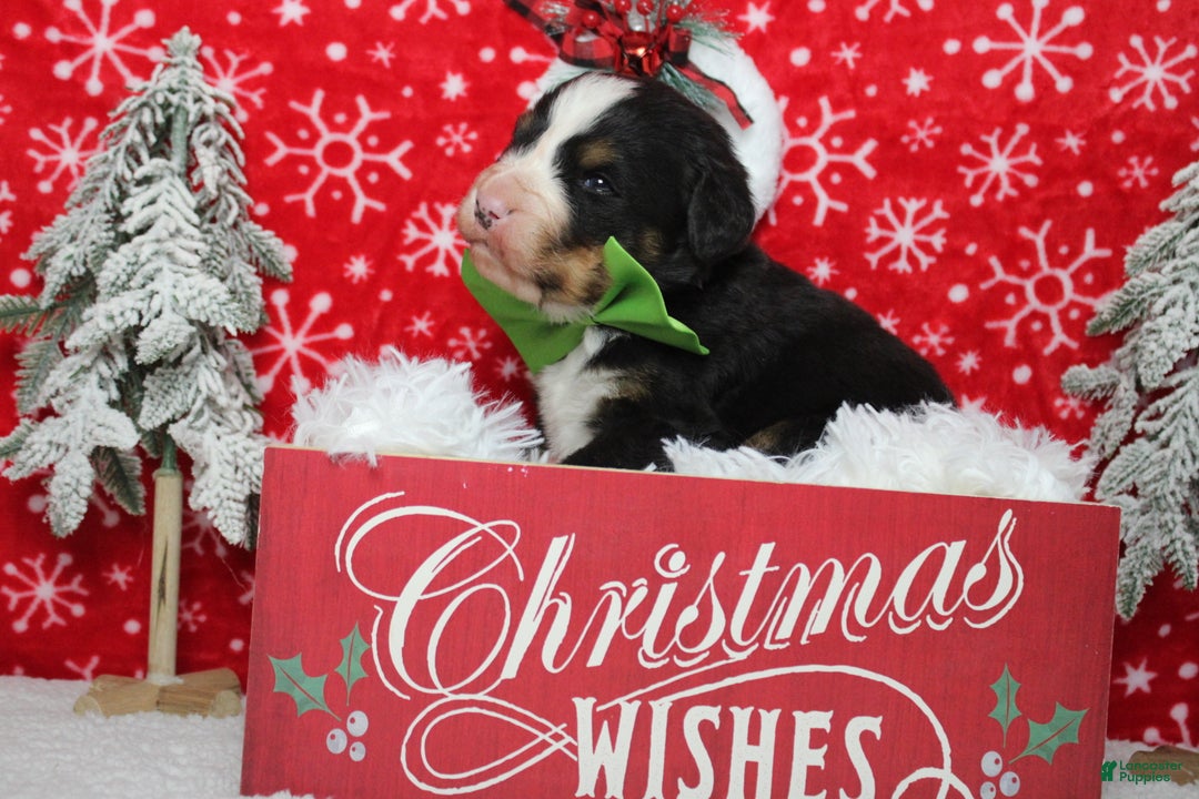 Bernese Mountain Dog dogs for sale: Simba  - Ad 10