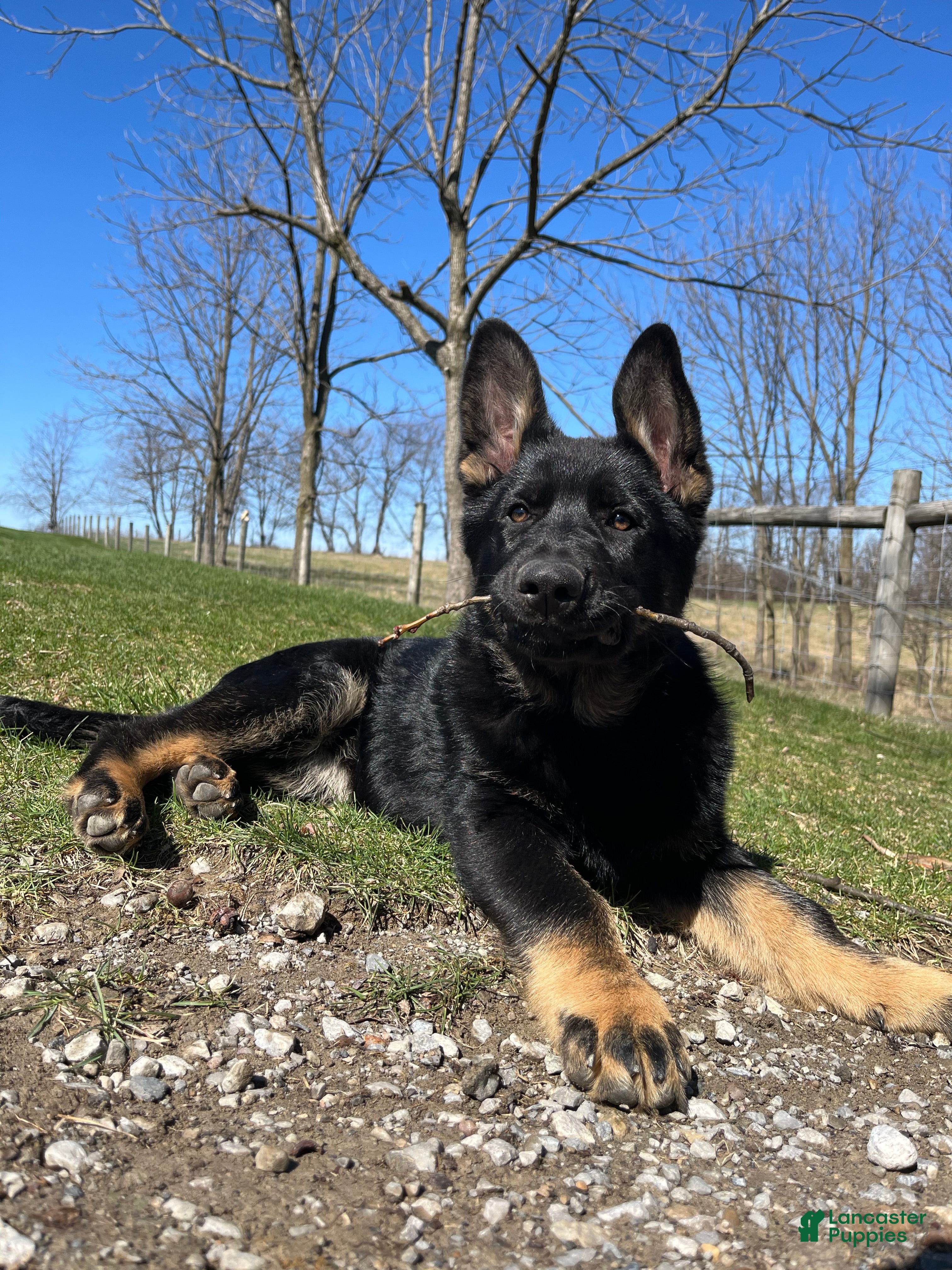 German Shepherd dogs Mavis - Ad 1