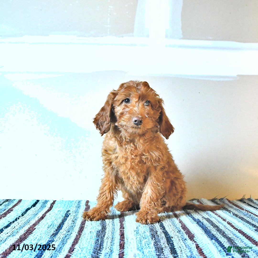 Irish Doodle dogs for sale: Lucy - Ad 3