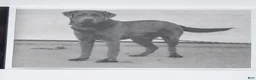 Labrador Retriever dogs for sale: Sterling - Ad 5