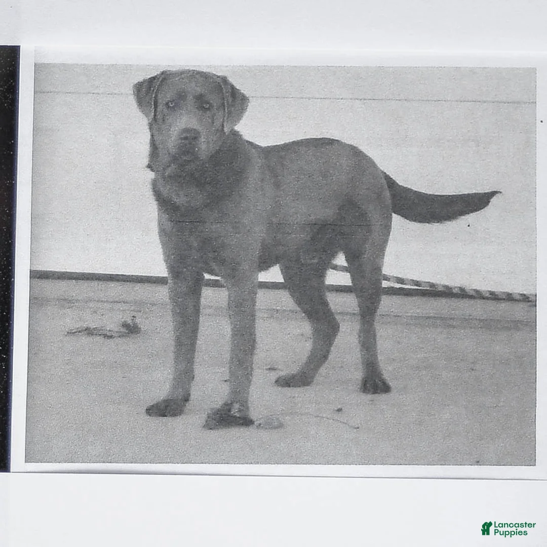 Labrador Retriever dogs for sale: Sterling - Ad 5