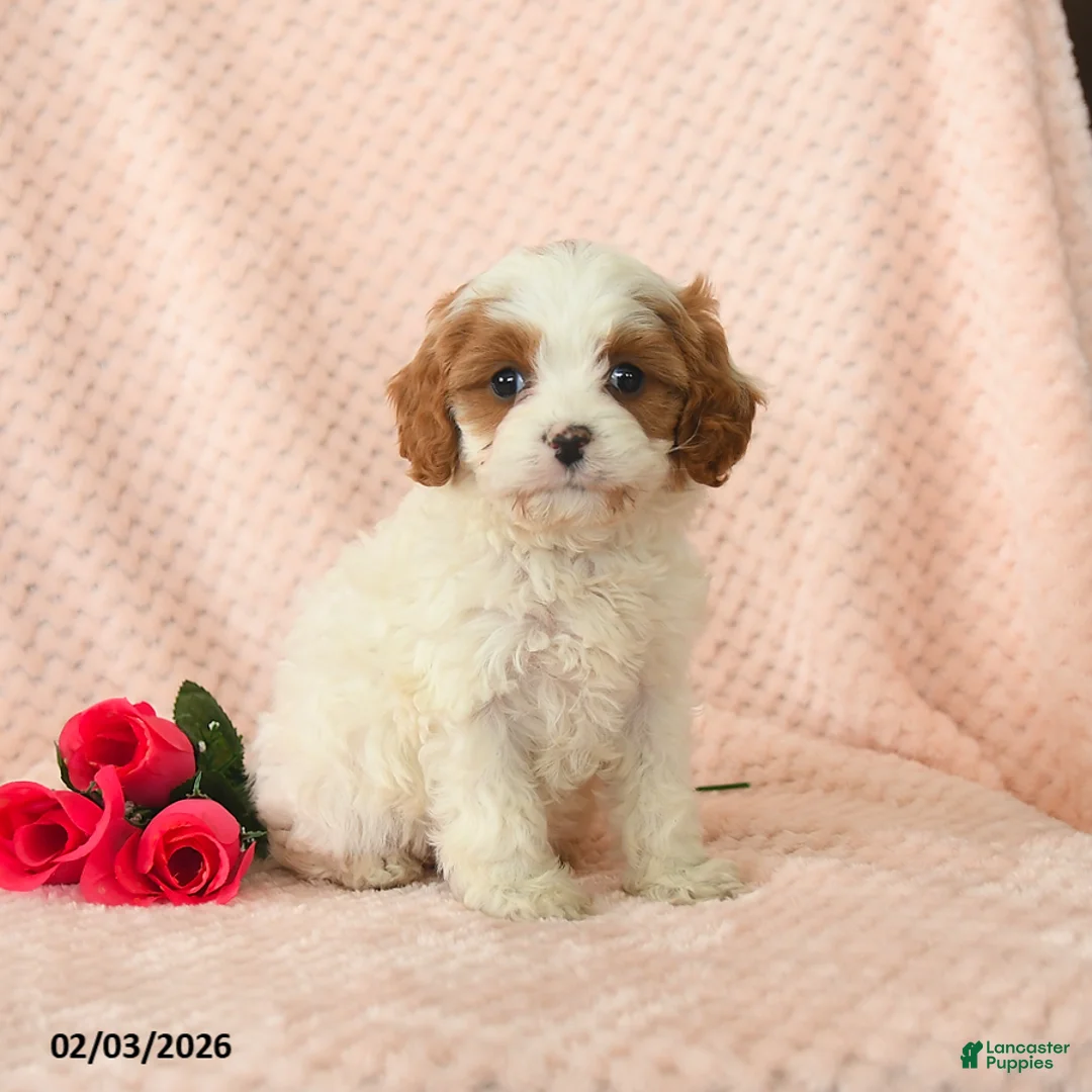 Cavapoo dogs for sale: Daisy - Ad 2