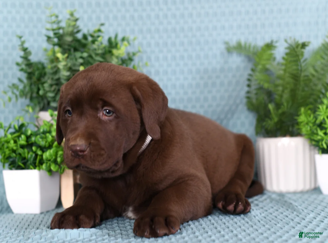 Labrador Retriever dogs for sale: Labrador Retriever Milo - Ad 3