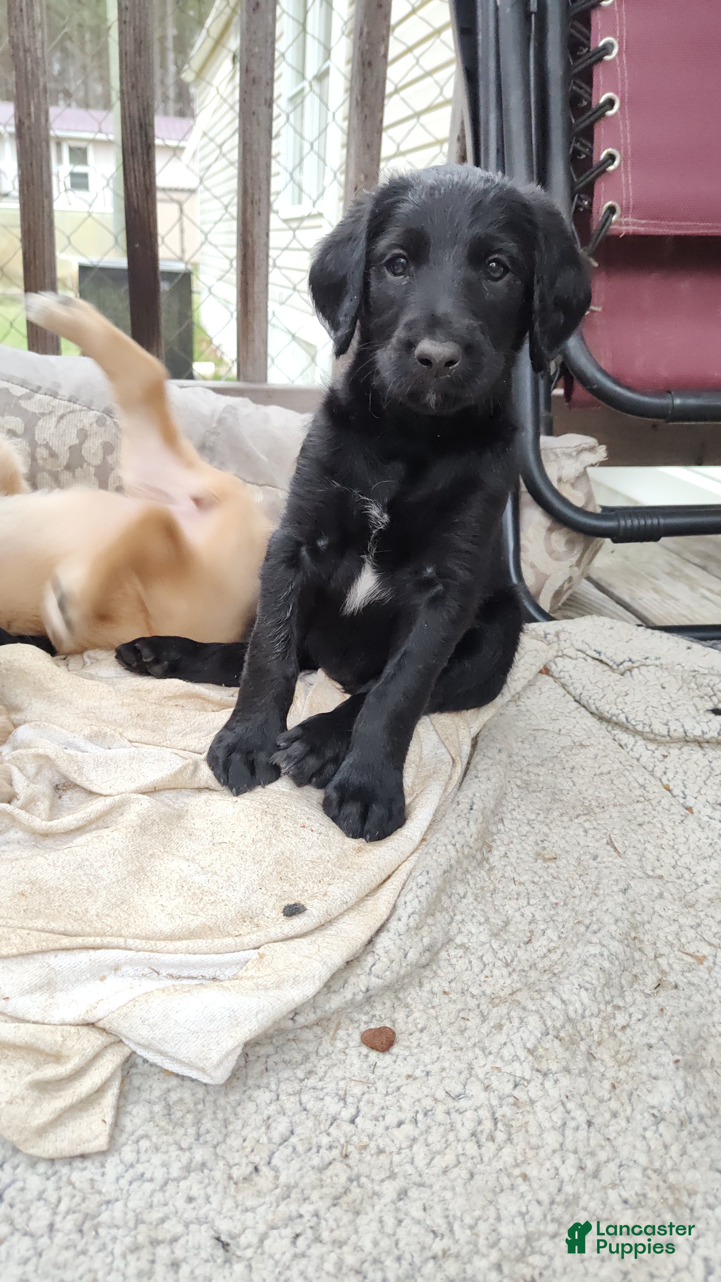 Labradoodle dogs Labradoodle Puppy 9 - Ad 13