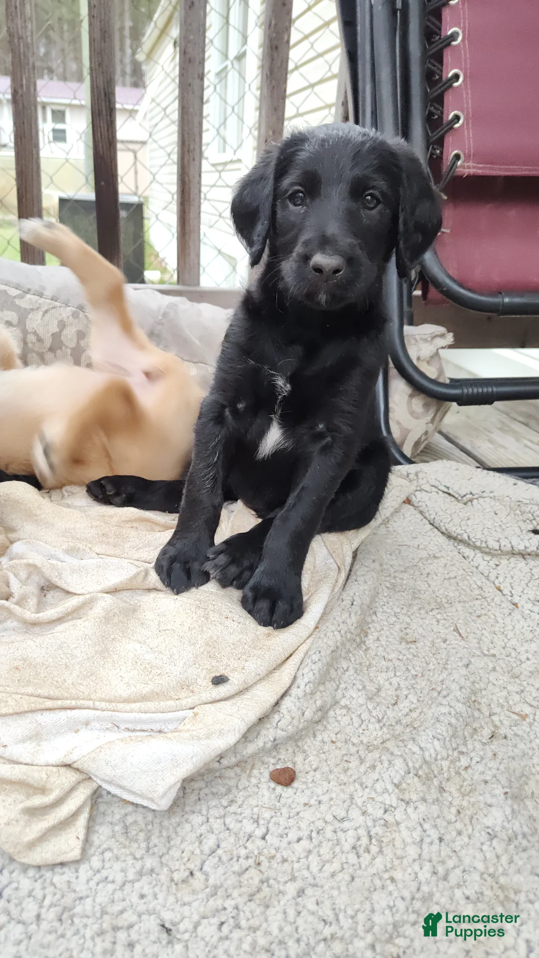 Labradoodle dogs for sale: Labradoodle Puppy 9 - Ad 1