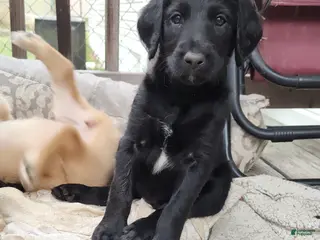 Labradoodle dogs Labradoodle Puppy 9 - Ad 8