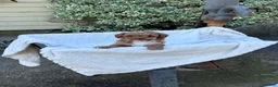 Toy Poodle dogs for sale: Garfield - Ad 8