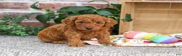 Miniature Poodle dogs for sale: Adeline - Ad 4