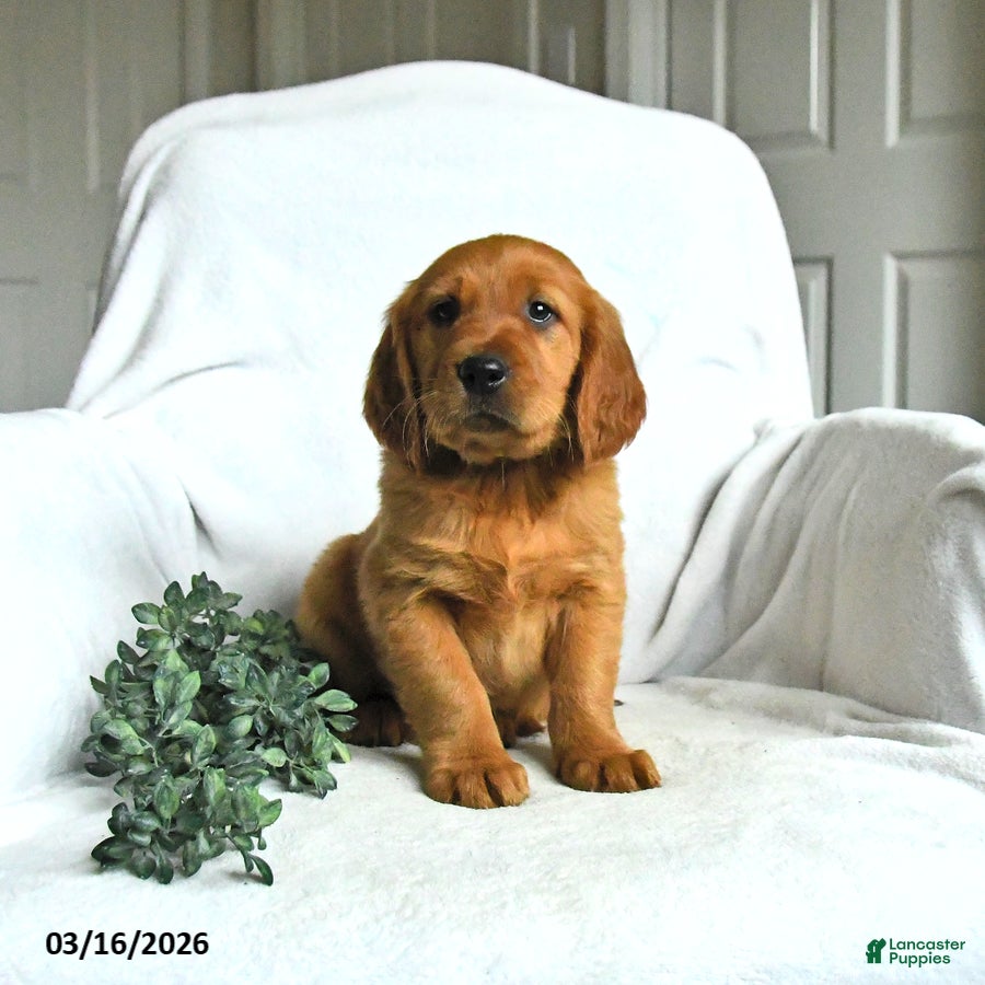 Mixed Breed dogs Waylon - Ad 2