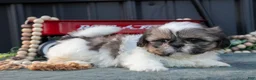 Shih Tzu dogs for sale: Margaret - Ad 2