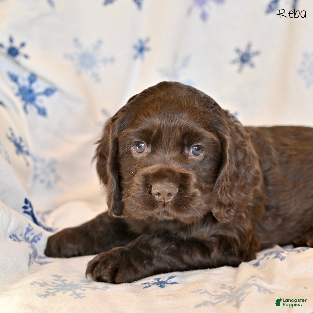 Cocker Spaniel dogs for sale: Reba - Ad 3