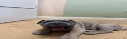 Cane Corso dogs for sale: Grey Coat Cane Corso - Ad 2