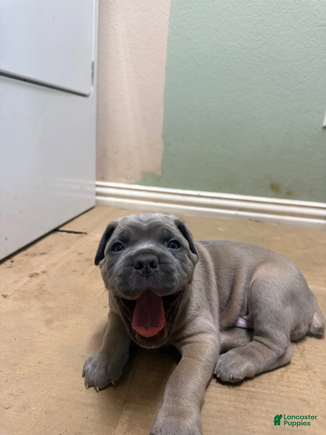 Cane Corso dogs for sale: Grey Coat Cane Corso - Ad 2