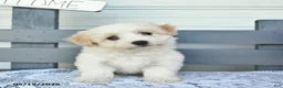 Havanese dogs for sale: Coconut - Ad 3
