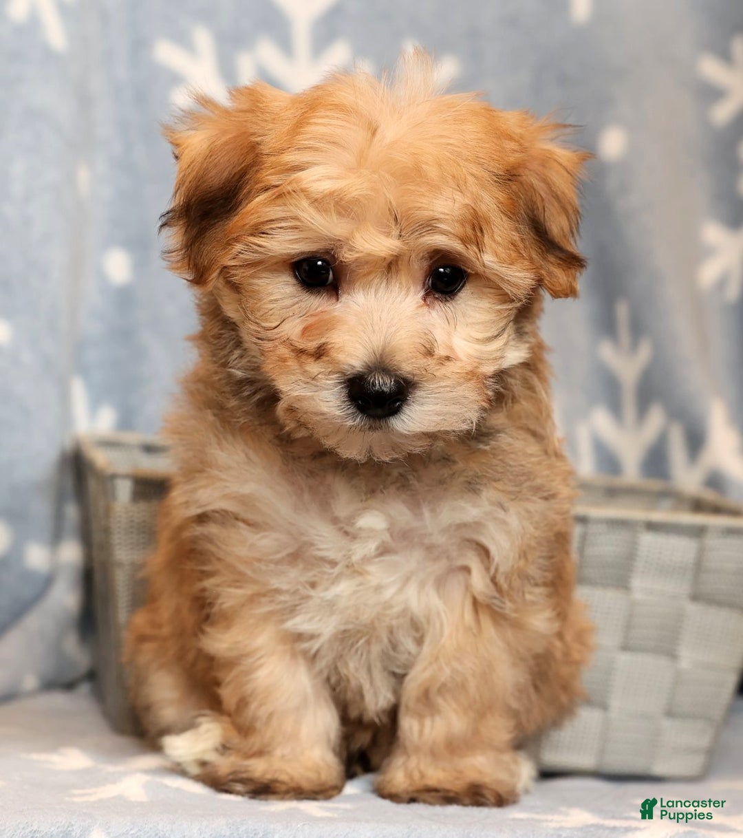 Yochon dogs for sale: Benji - Ad 7