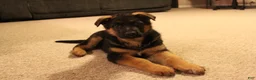 German Shepherd dogs for sale: German Shepherd Puppy 1 - Ad 4