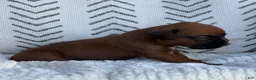 Boxer dogs for sale: Opi - Ad 5