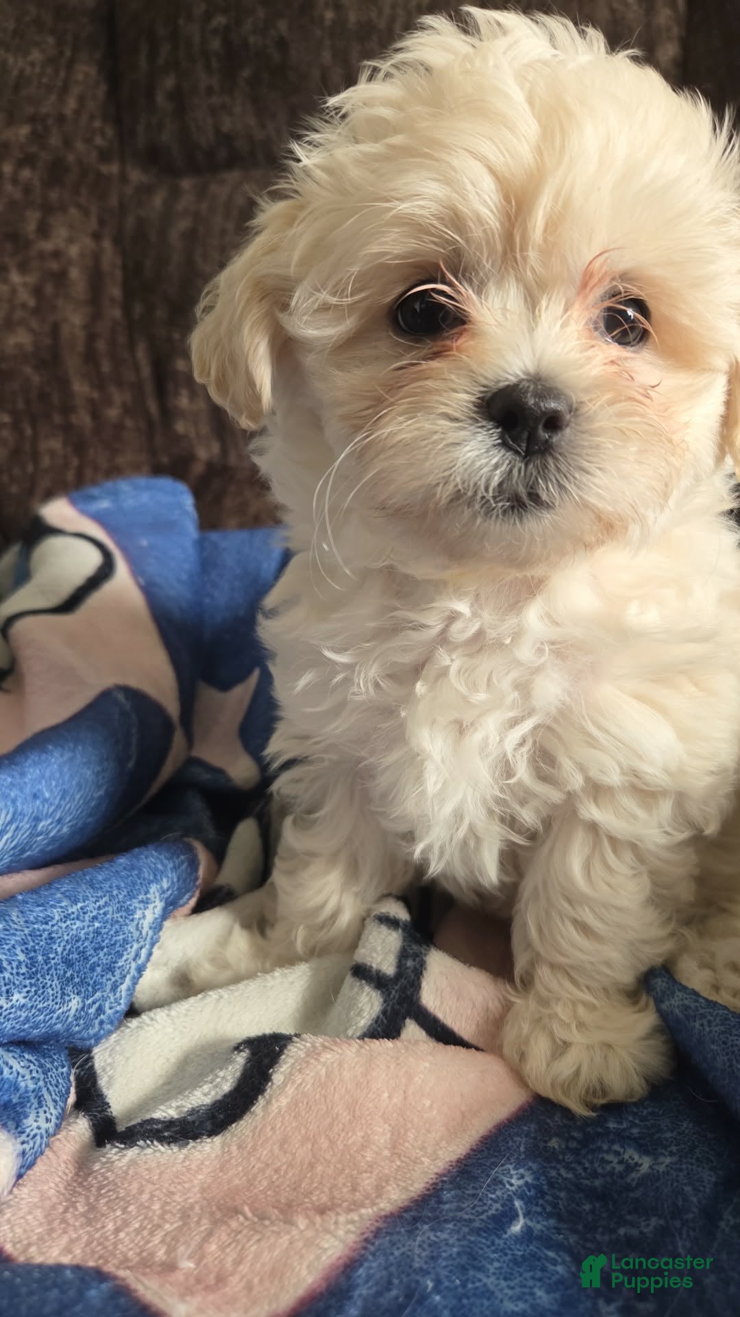 Shihpoo dogs Alice - Ad 16