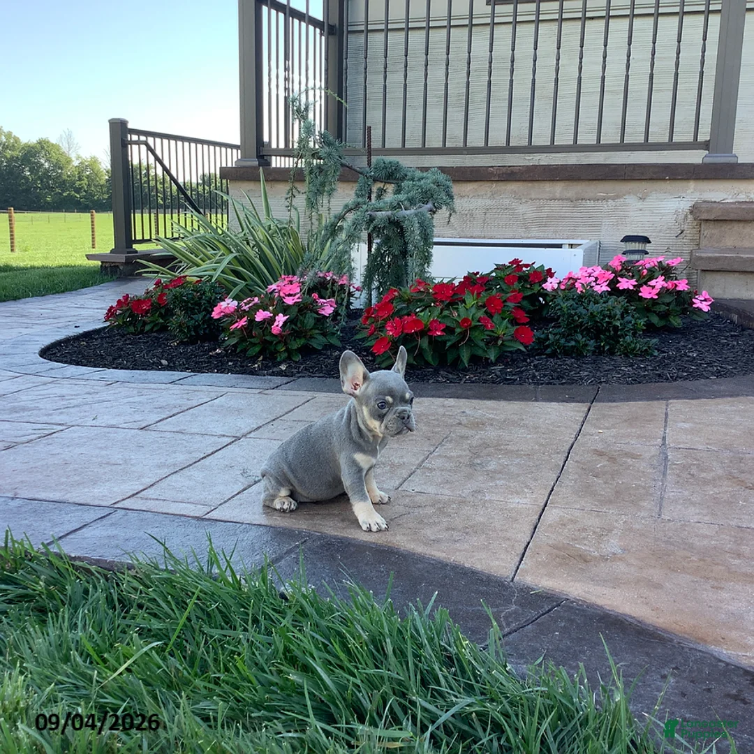 French Bulldog dogs for sale: Piper - Ad 2