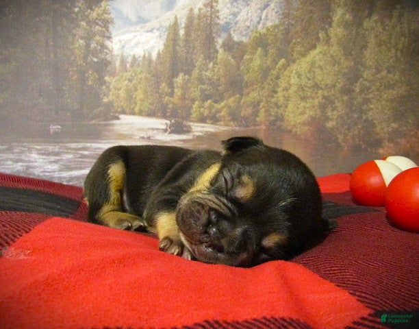 Frenchton dogs Toffee - Ad 8