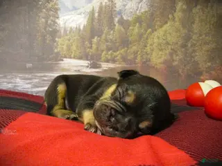 Frenchton dogs Toffee - Ad 8