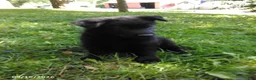 German Shepherd dogs for sale: Rambo - Ad 2