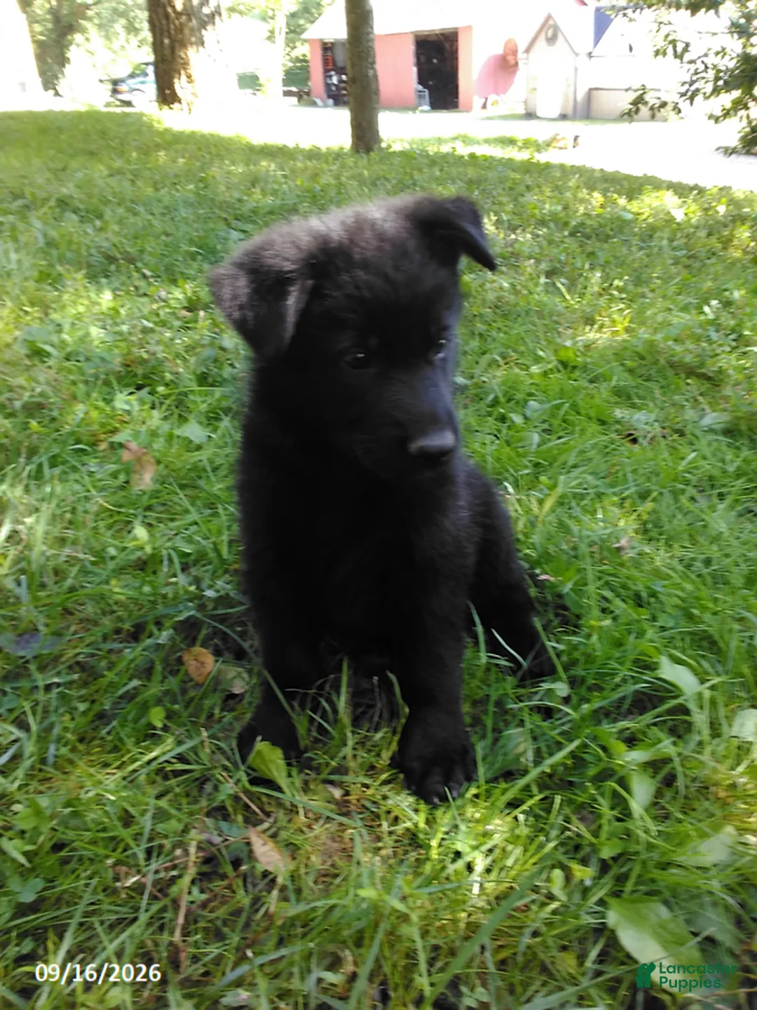 German Shepherd dogs for sale: Rambo - Ad 2