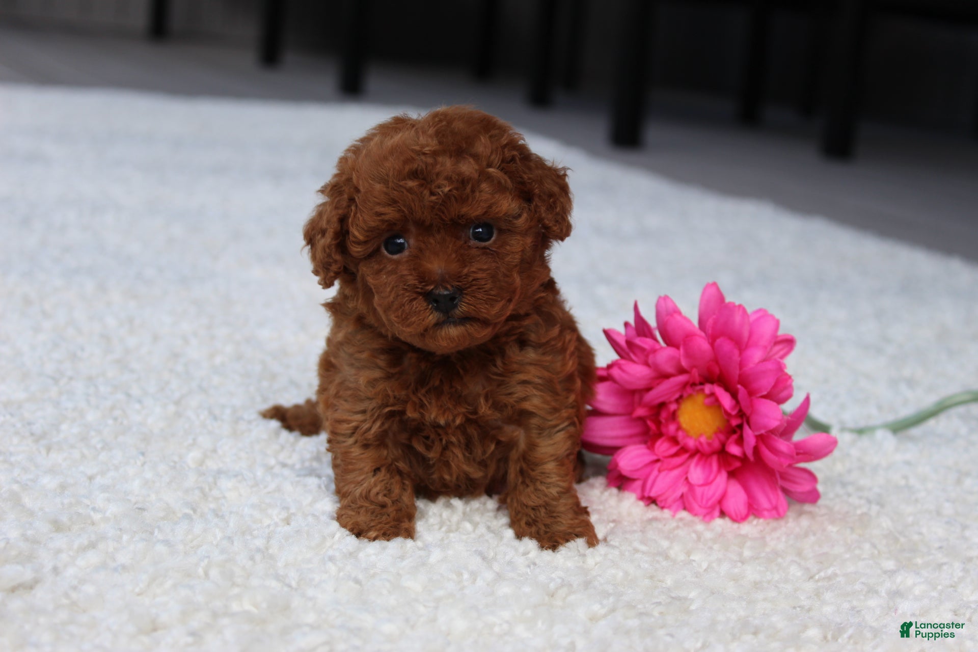 Toy Poodle dogs Allison - Ad 2