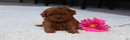 Toy Poodle dogs for sale: Allison - Ad 2