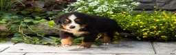 Bernese Mountain Dog dogs for sale: Marvel  - Ad 3