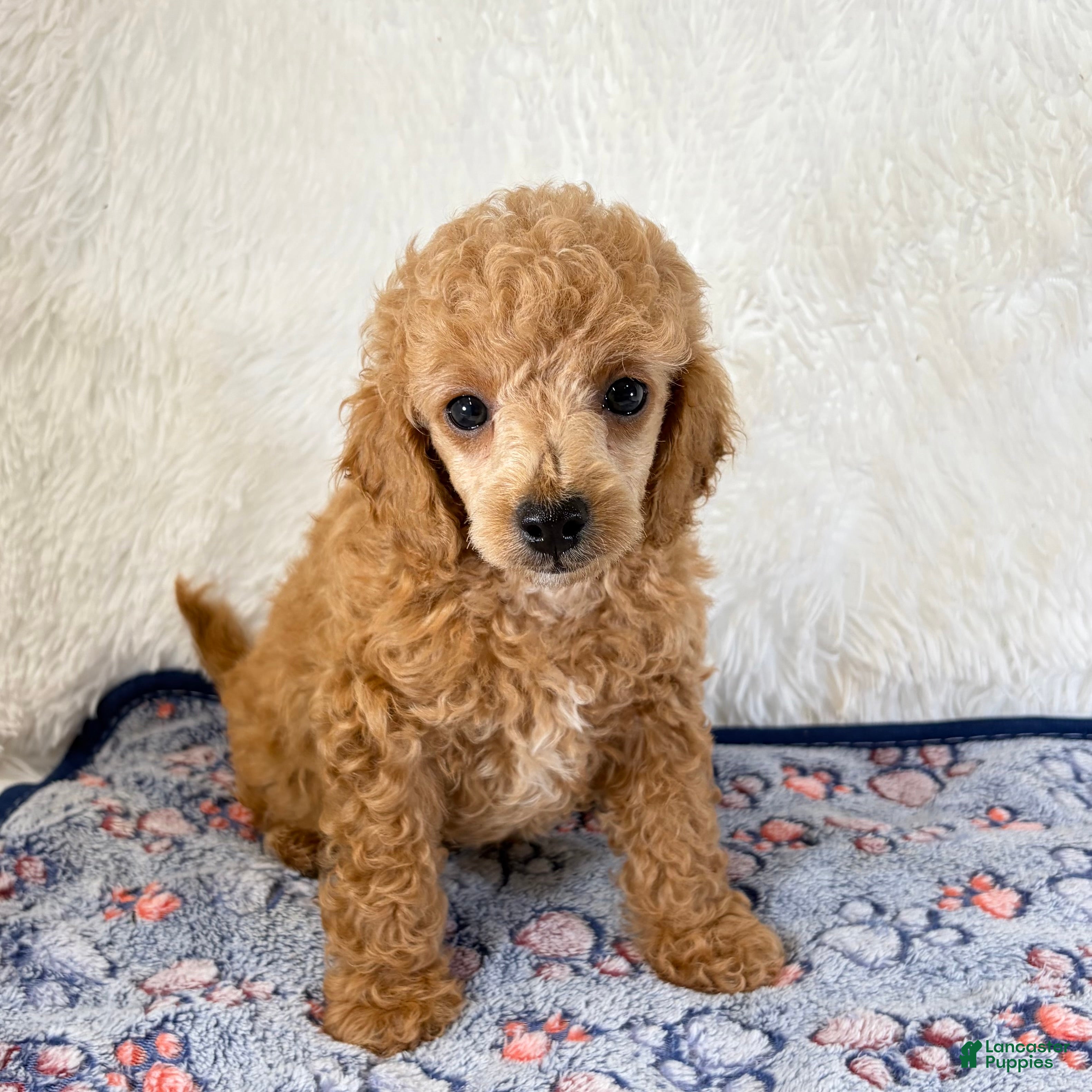 Toy Poodle dogs Bear - Ad 23