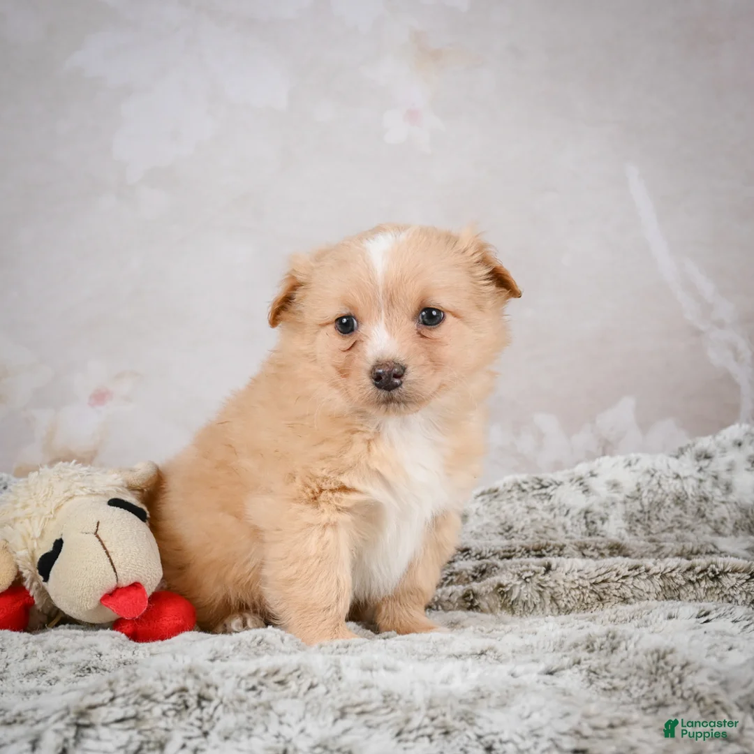 Chihuahua dogs for sale: Hugo - Ad 2