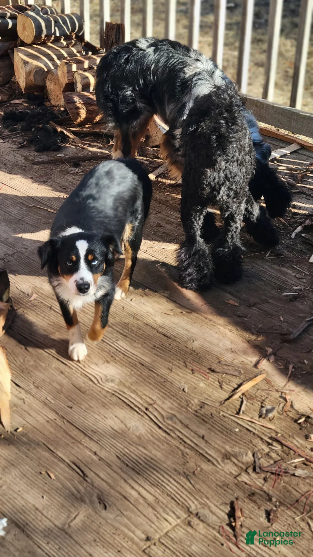 Mixed Breed dogs for sale: Mixed Breed 3 - Ad 2