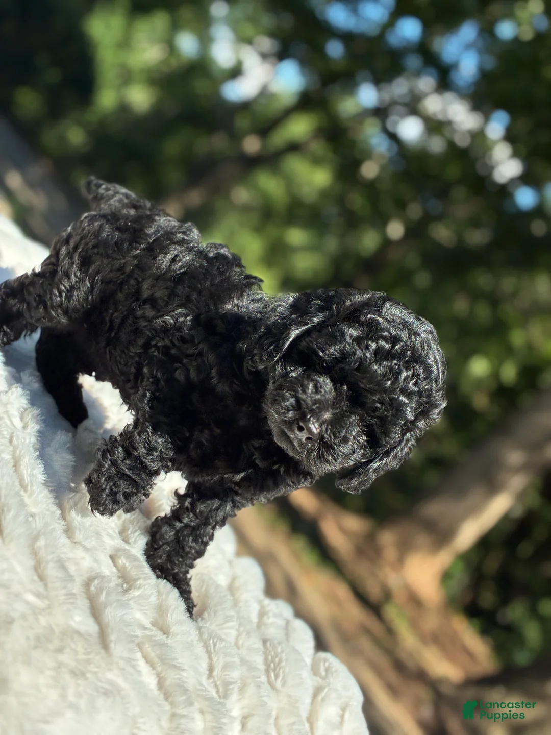 Yorkiepoo dogs for sale: Fluffy  - Ad 2