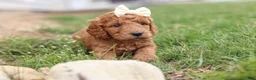 Mini Goldendoodle dogs for sale: Treva - Ad 5