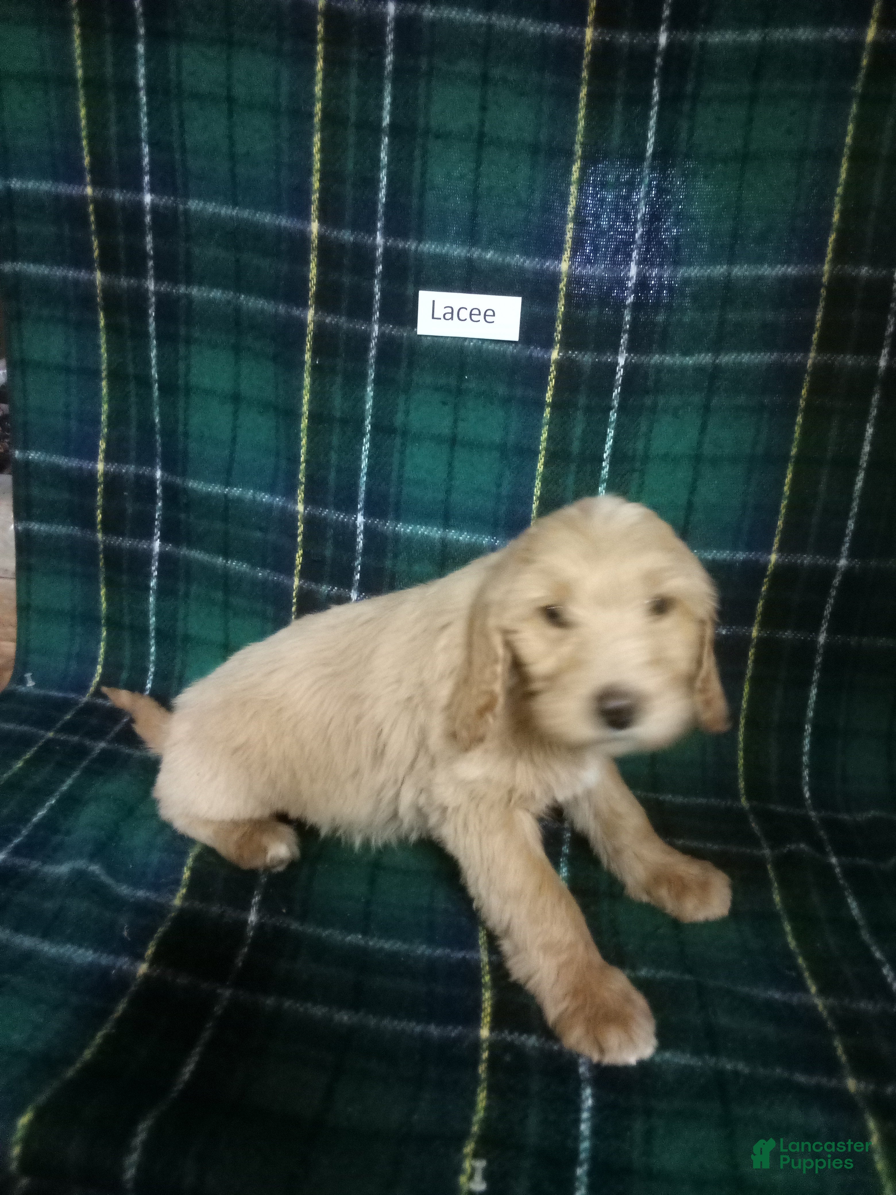 Mixed Breed dogs Lacee - Ad 1