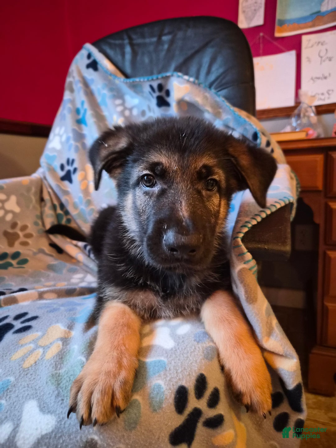 German Shepherd dogs for sale: German Shepherd Puppy 1 - Ad 6