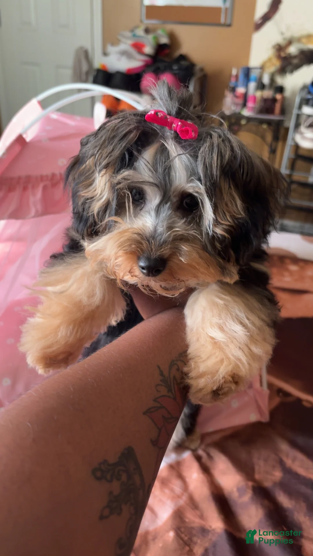 Yorkiepoo dogs for sale: Yorkiepoo Puppy 1 - Ad 1