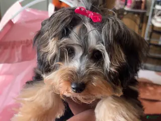 Yorkiepoo dogs Yorkiepoo Puppy 1 - Ad 34