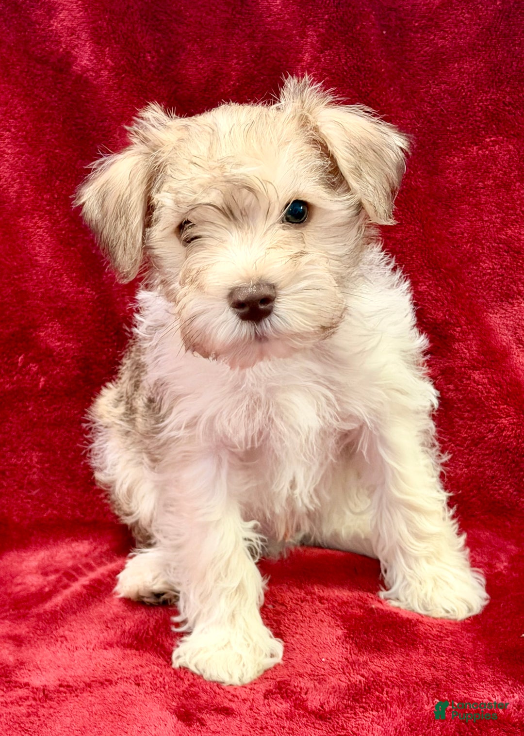 Miniature Schnauzer dogs for sale: Miniature Schnauzer Puppy 2 - Ad 1