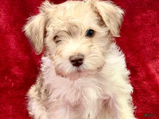Miniature Schnauzer dogs Miniature Schnauzer Puppy 2 - Ad 10