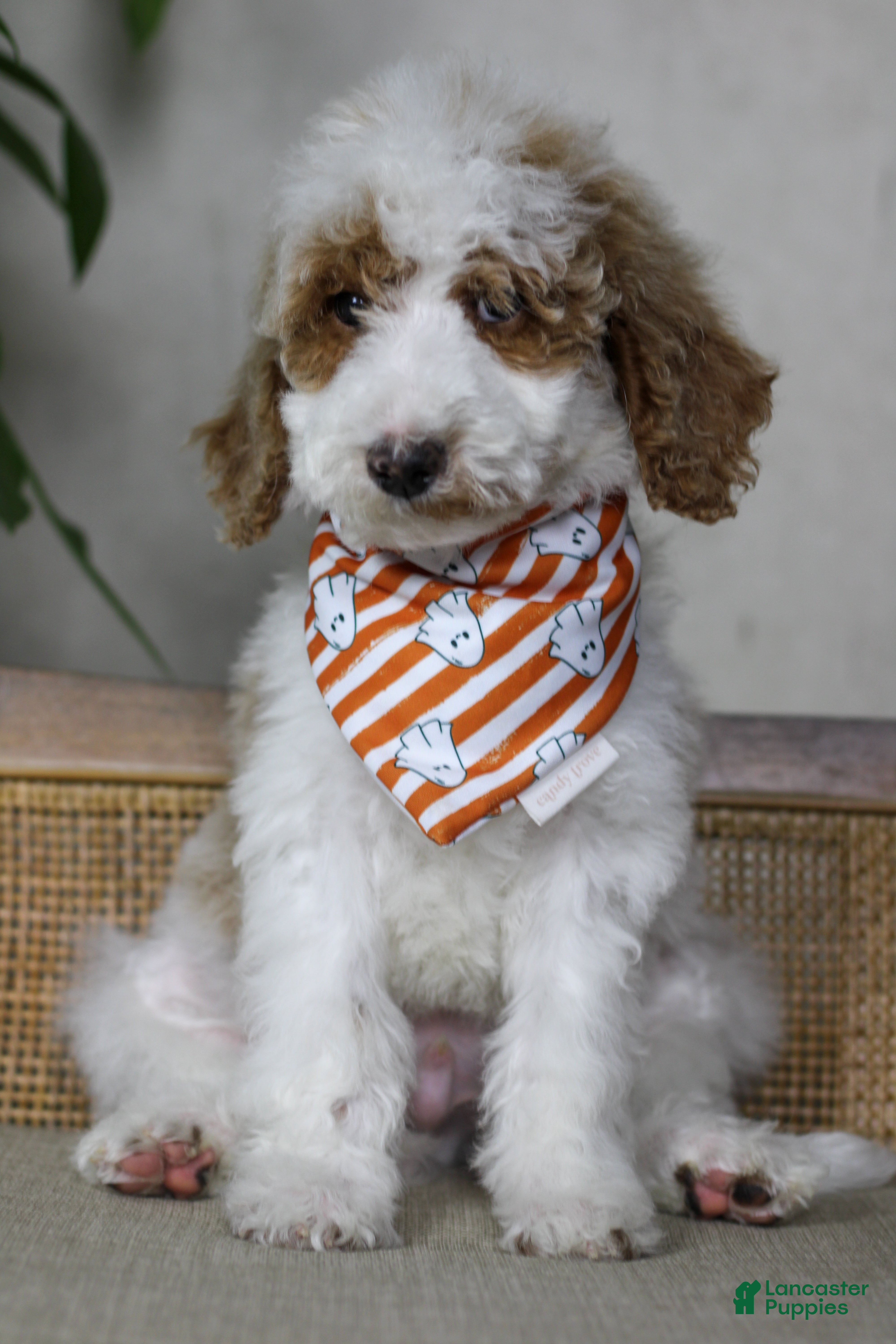 Goldendoodle dogs for sale: Doc  - Ad 5
