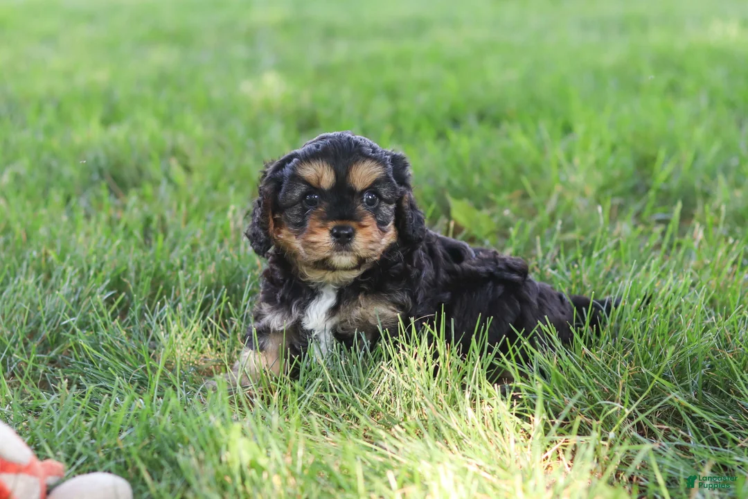 Cavapoo dogs for sale: Logan - Ad 2