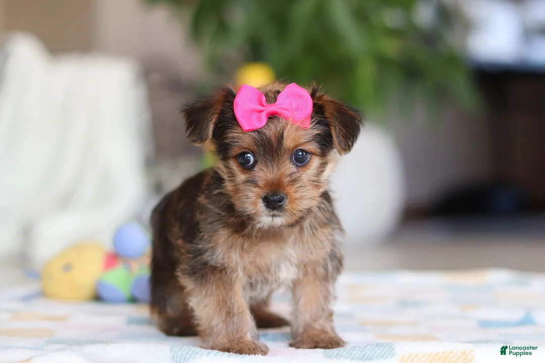 Morkie dogs for sale: Binette - Ad 4
