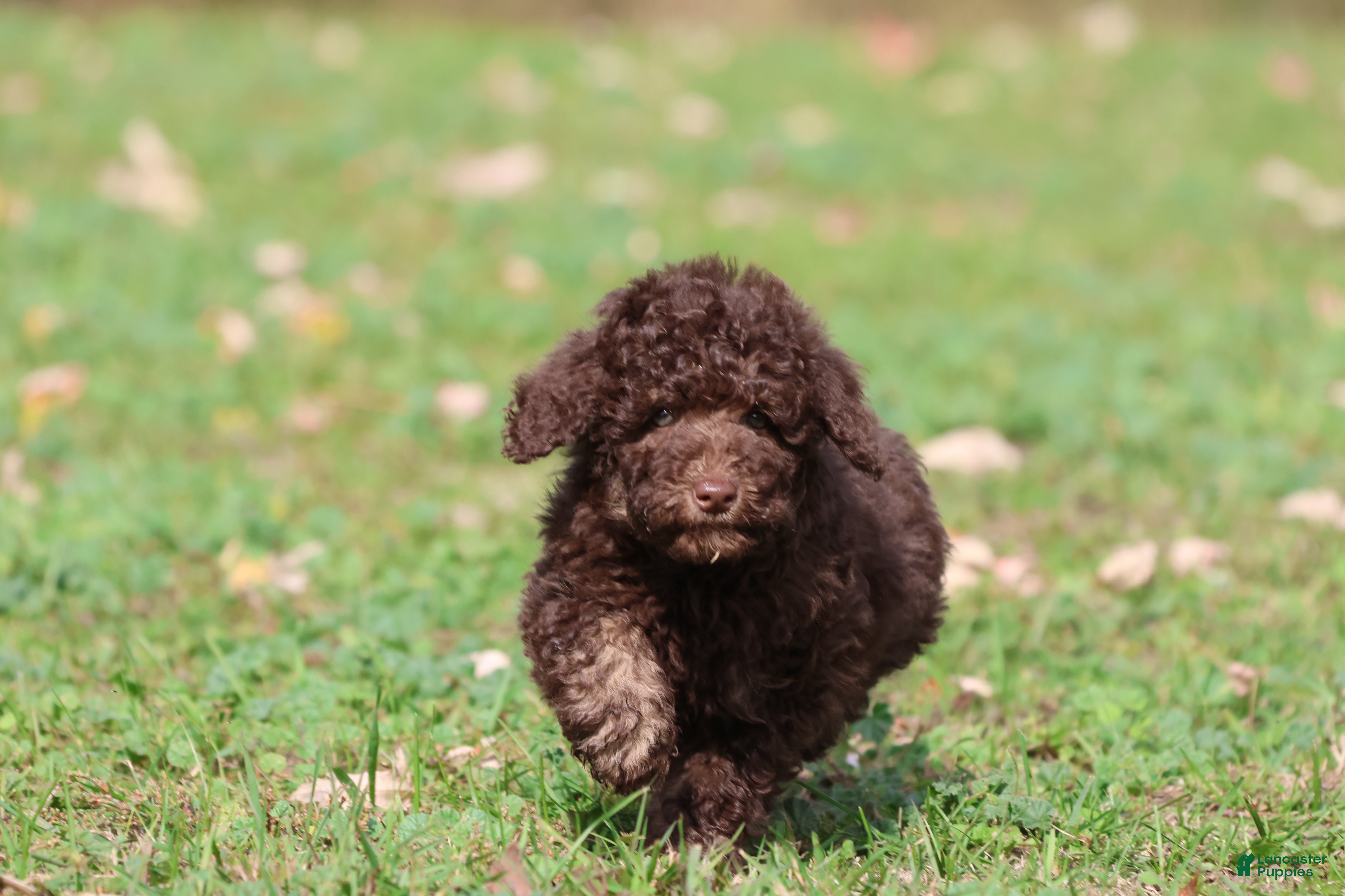 Mini Bernedoodle dogs Chocolate Cake - Ad 1
