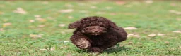 Mini Bernedoodle dogs for sale: Chocolate Cake - Ad 1