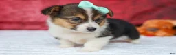 Welsh Corgi Pembroke dogs for sale: Amara🌸 - Ad 4